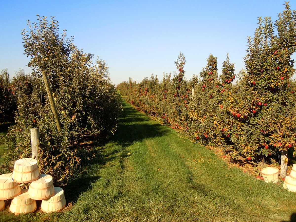 Kim Guare Apple Picking at Edward's Orchard
