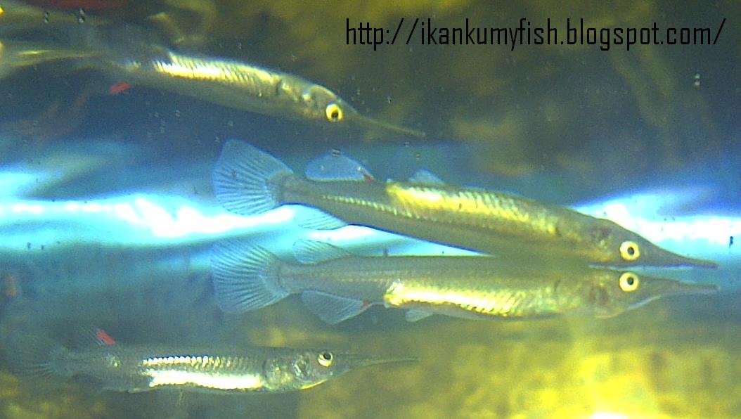 IKANKU MY_FISH Cucut Air Tawar (Freshwater Baby Swordfish)