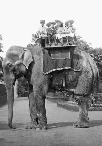The Circus "NO SPIN ZONE": Vintage London Zoo Elephant Ride
