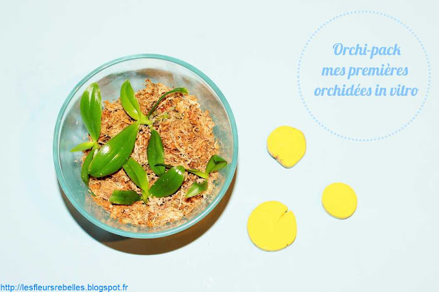 Orchi Pack culture orchidées phalaenopsis in vitro