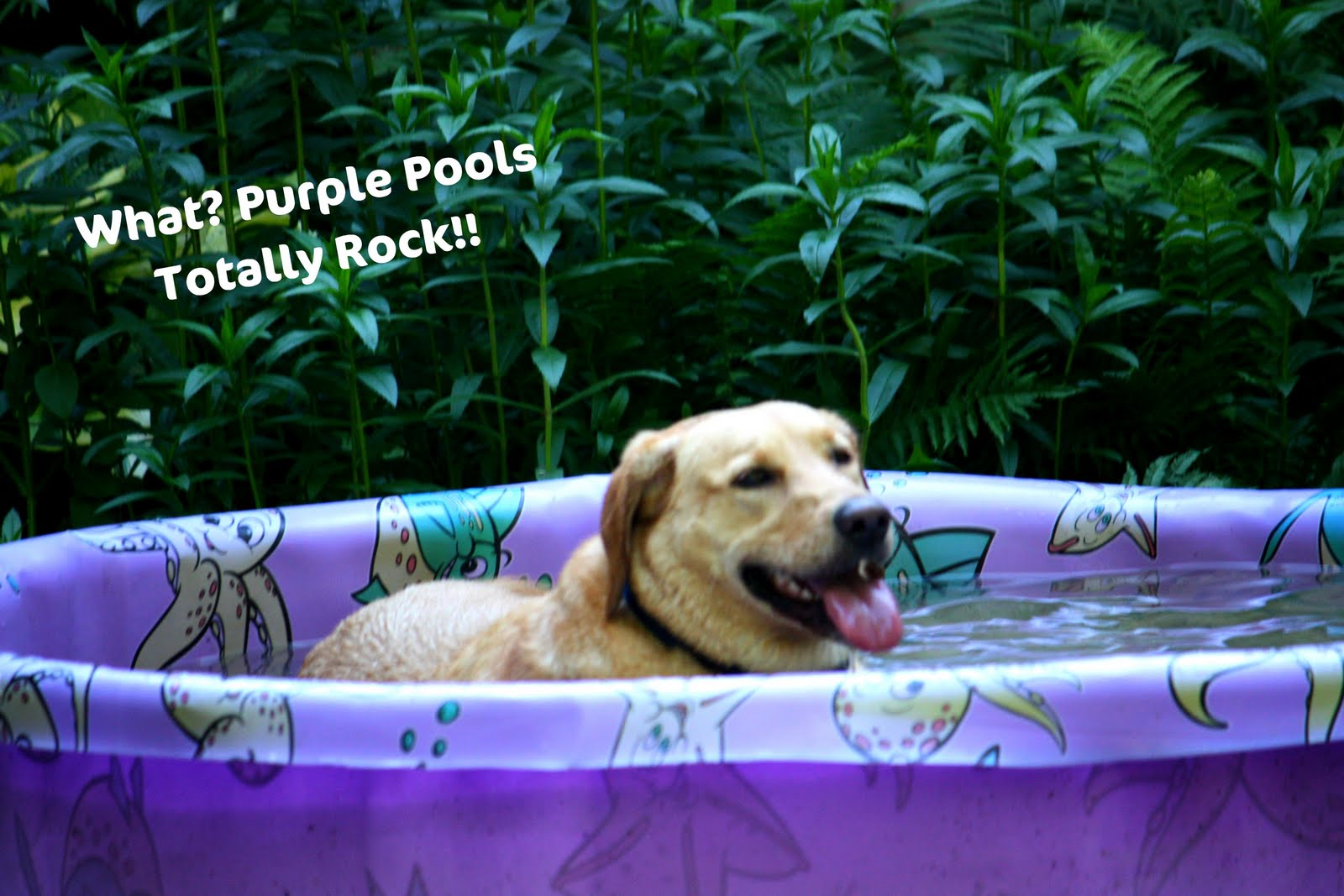 purple pool