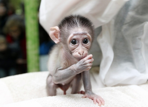 cute baby monkeys, shy baby monkey at paris zoo, crown male mangabey monkey pictures, adorable baby monkey pictures, cute baby animal pictures