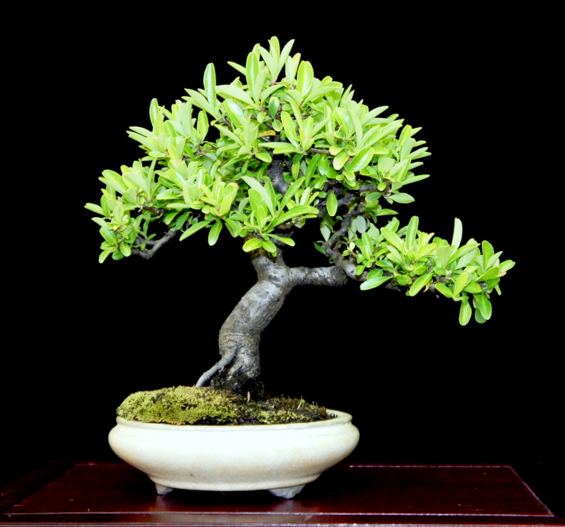 newzealandteatreebonsai A few Shohin Bonsai