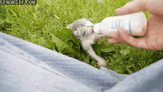 Funny cats - part 109 (40 pics + 10 gifs), cats gifs, funniest cats