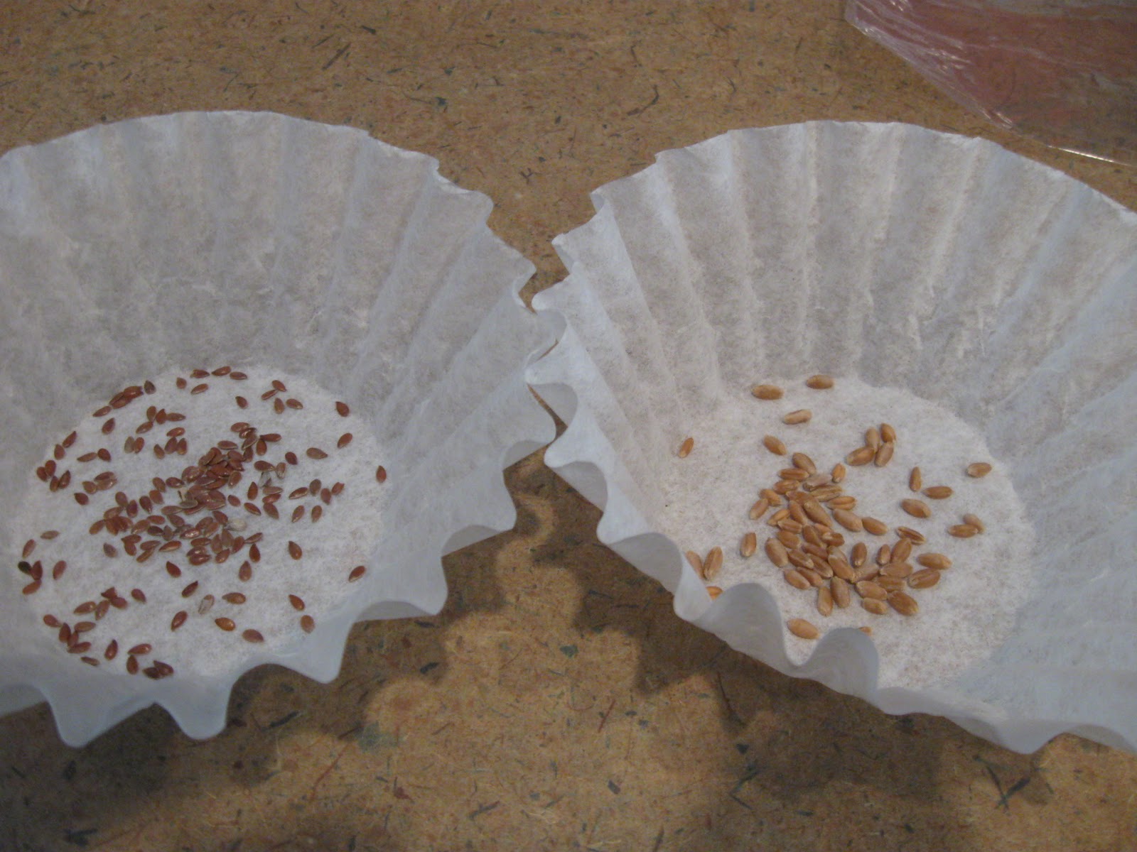 Growing Food in Florida Seed germination test