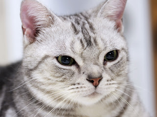 american shorthair cat animal wallpaper cute cats american shorthair cat animal wallpaper cute cats