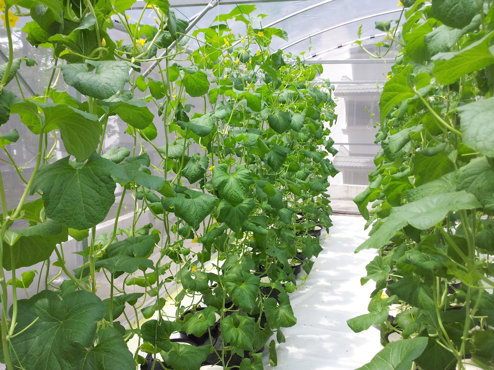 Autopot Smart Valve MK2 System