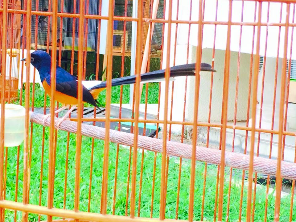 Fram Mas JUAL MURAI BATU MEDAN SUPER BAHOROK EKOR 23 CM Fram Mas JUAL MURAI BATU MEDAN SUPER BAHOROK EKOR 23 CM