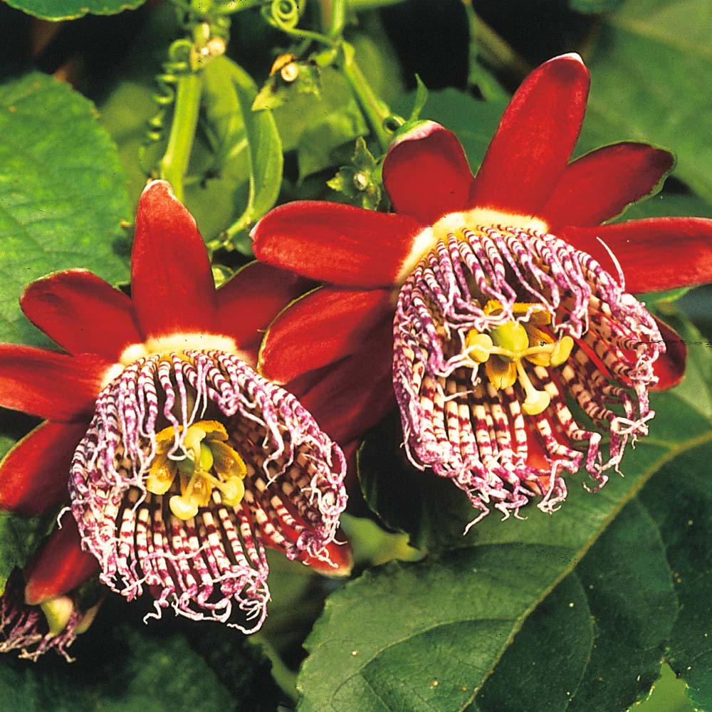 World Flowers Exotic Flowers and Plants