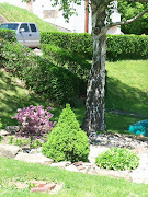 My Hosta Garden also has lilies and azaleas