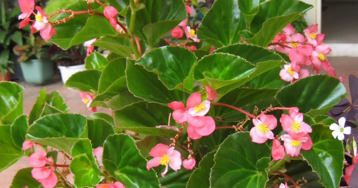 MY PLANT FINDER Plant Guide Begonia x semperflorenscultorum