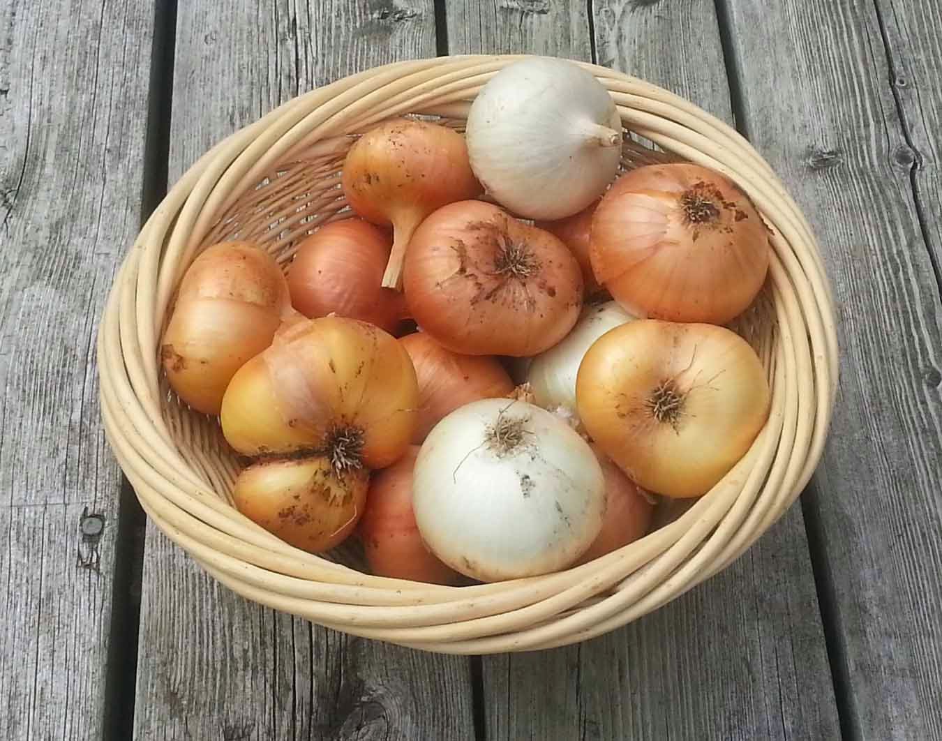 The Gardening Me Onion Update