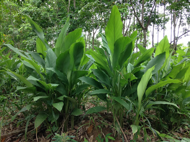 Nghệ vàng - cây thuốc quý