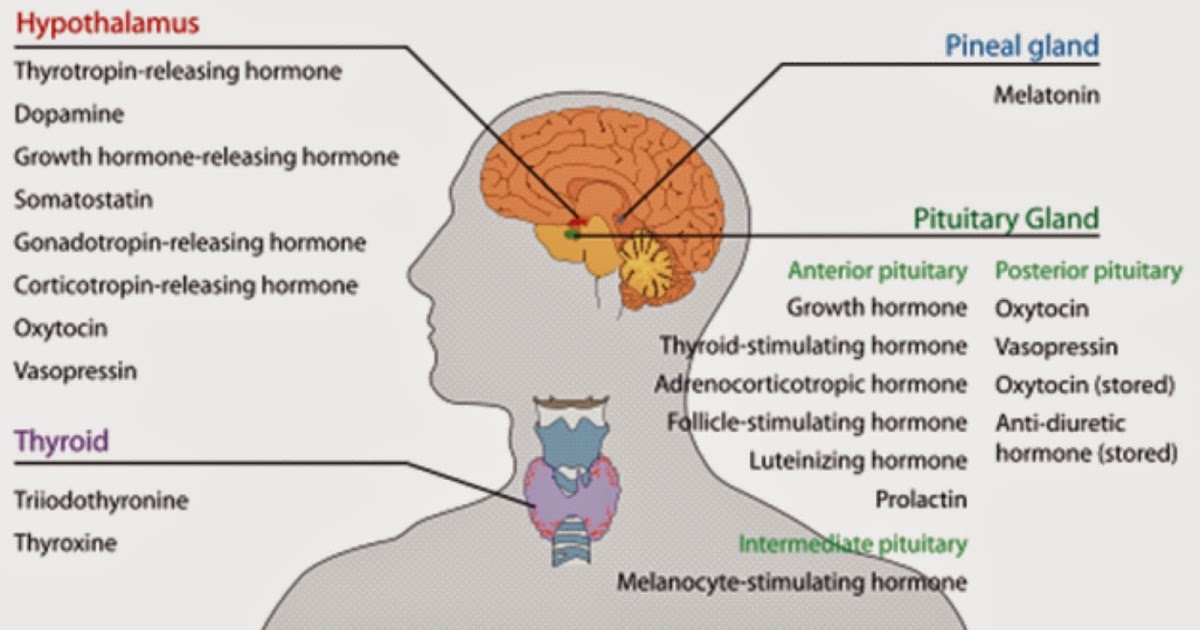 Homeopathic Treatment : Endocrine Glands Functions And Secretions