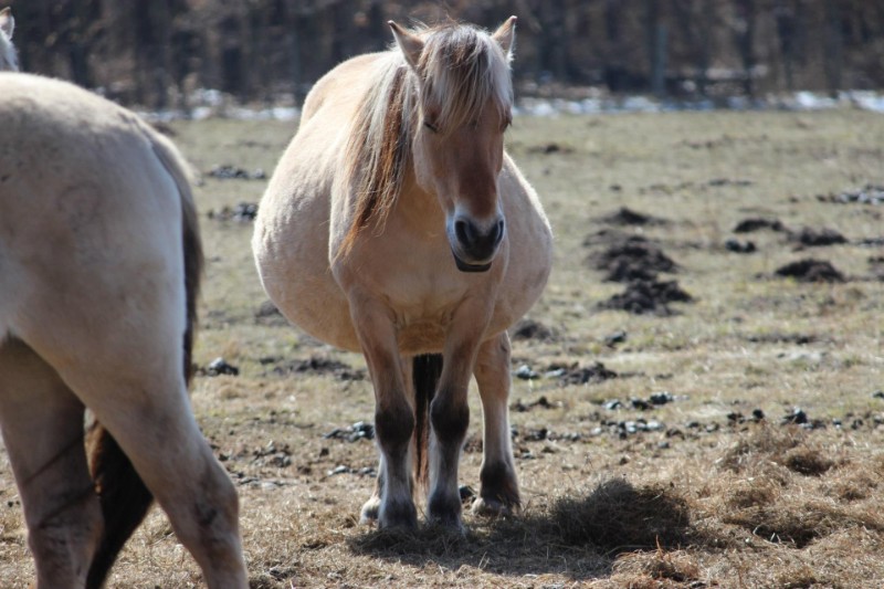 Interessengemeinschaft Liebenthaler Wildpferde Bilder von