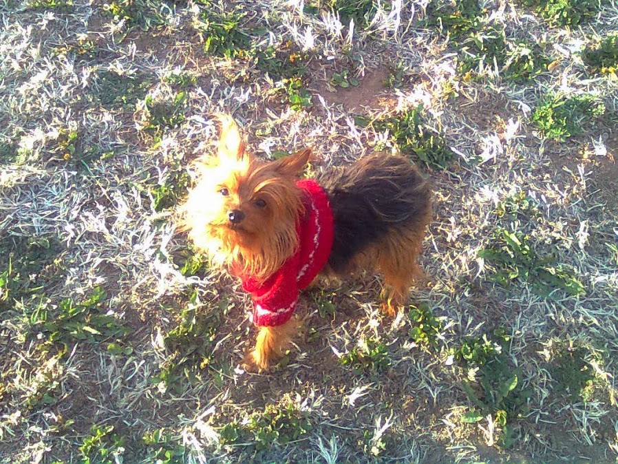 Aventuras con Yorkies