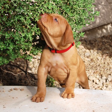 The Happy Hour Litter - 5 weeks old