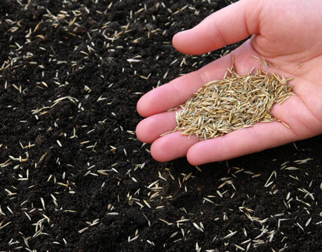 jardinitis: Consejos para resembrar el césped