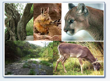 ÁREAS NATURALES PROTEGIDAS DE PIURA COTO DE CAZA EL ANGOLO
