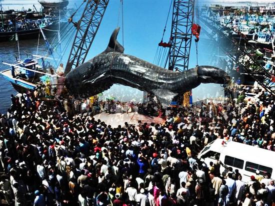 Jerung Terbesar Abad Ini: Saiznya Mampu Menelan Berpuluh-Puluh Orang Sekaligus jerung, terbesar, abad, ini, jerung terbesar, jerung terbesar abad ini