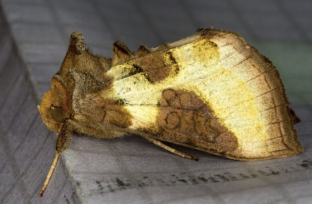 Burnished Brass, Diachrysia chrysitis forma juncta.  Farthing Downs, 27 June 2012.