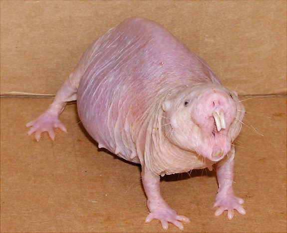 Animals You May Not Have Known Existed - Naked Mole Rat