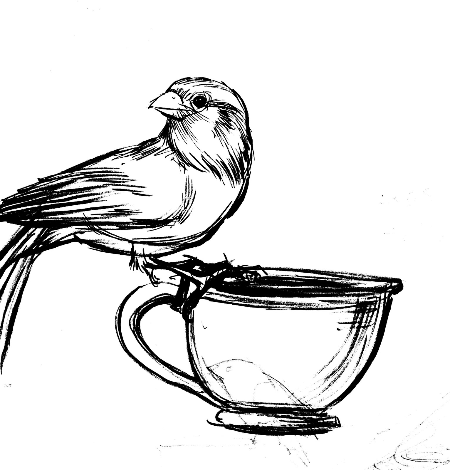 Teacup Sketches