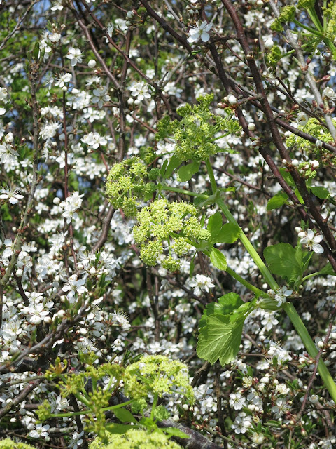 Alexanders (Smyrnium olusatrum) against a background of blackthorn blossom. 