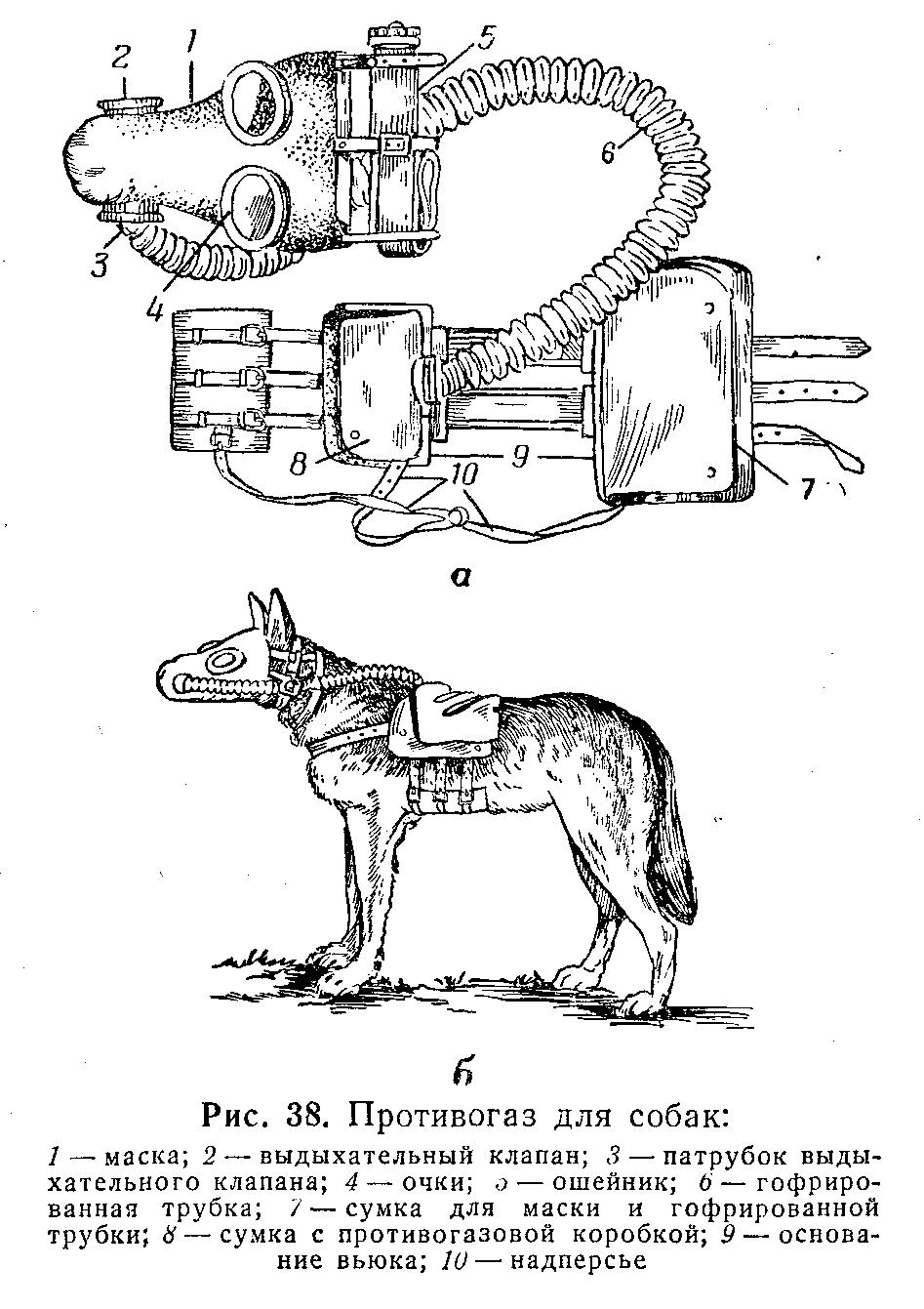 Gas masks for horses will be annihilated in Russia Life in Russia