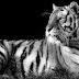Tigris vadállat - Facebook borítókép