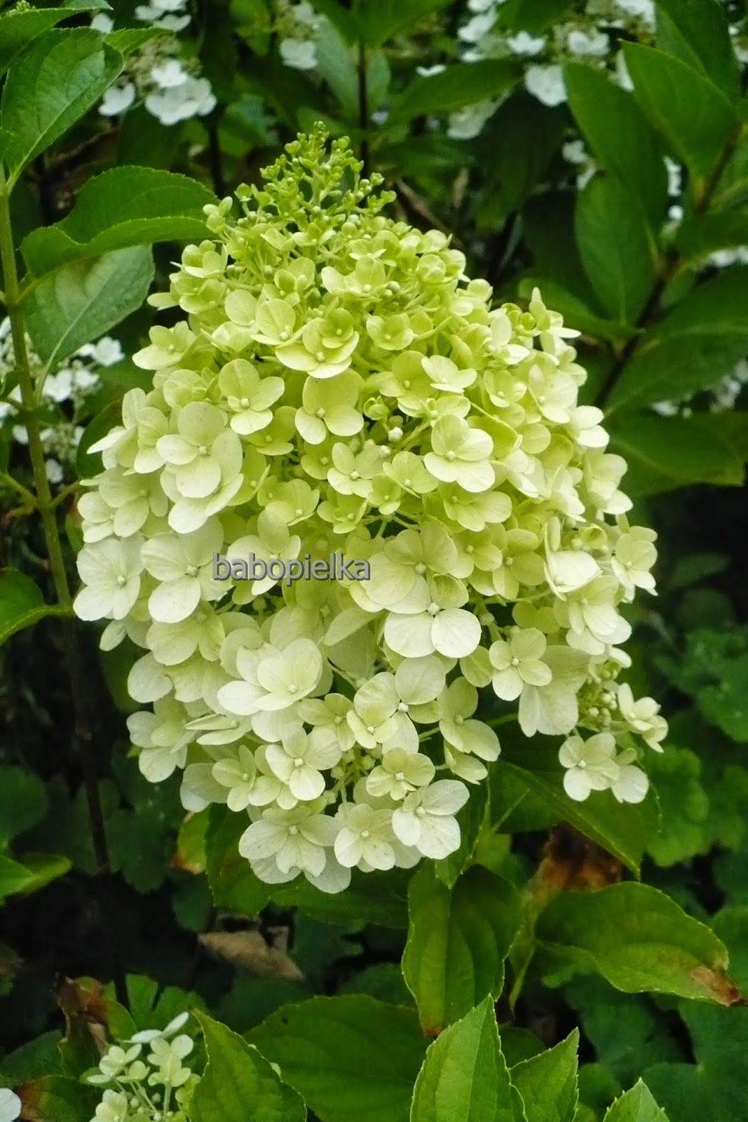 Hydrangea Hortensja Hydrangea Paniculata Hortensja Bukietowa