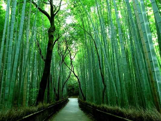 Bamboo Path, Jepang Bamboo Path, Jepang
