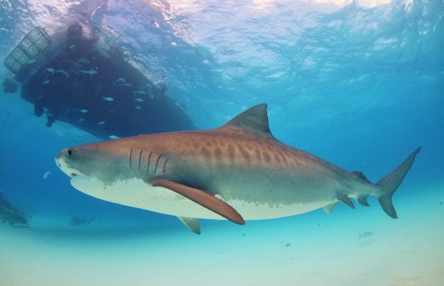Tiger Shark | The Biggest Animals Kingdom