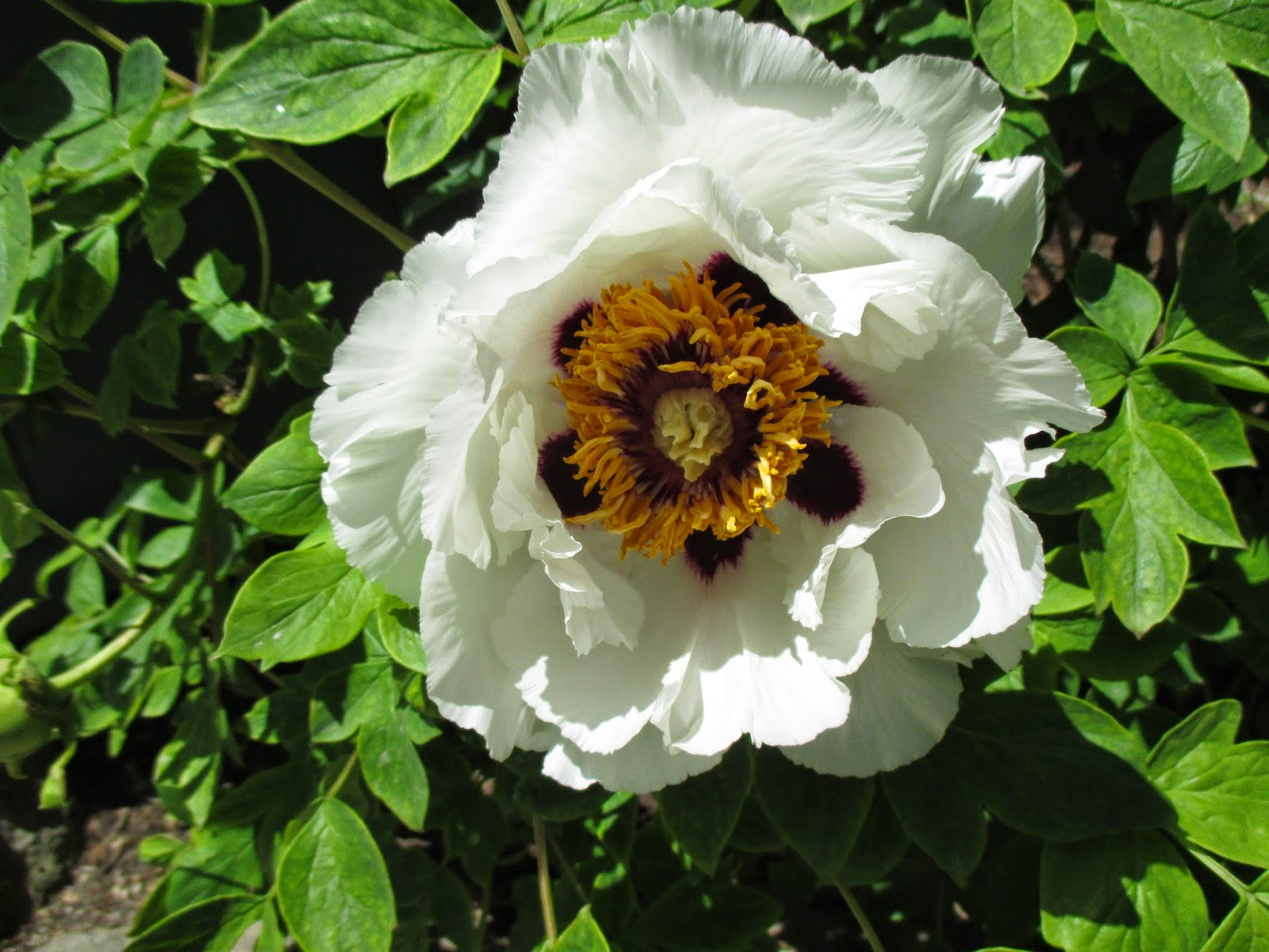 Roses Du Jardin Cheneland Viburnum Plicatum Shasta