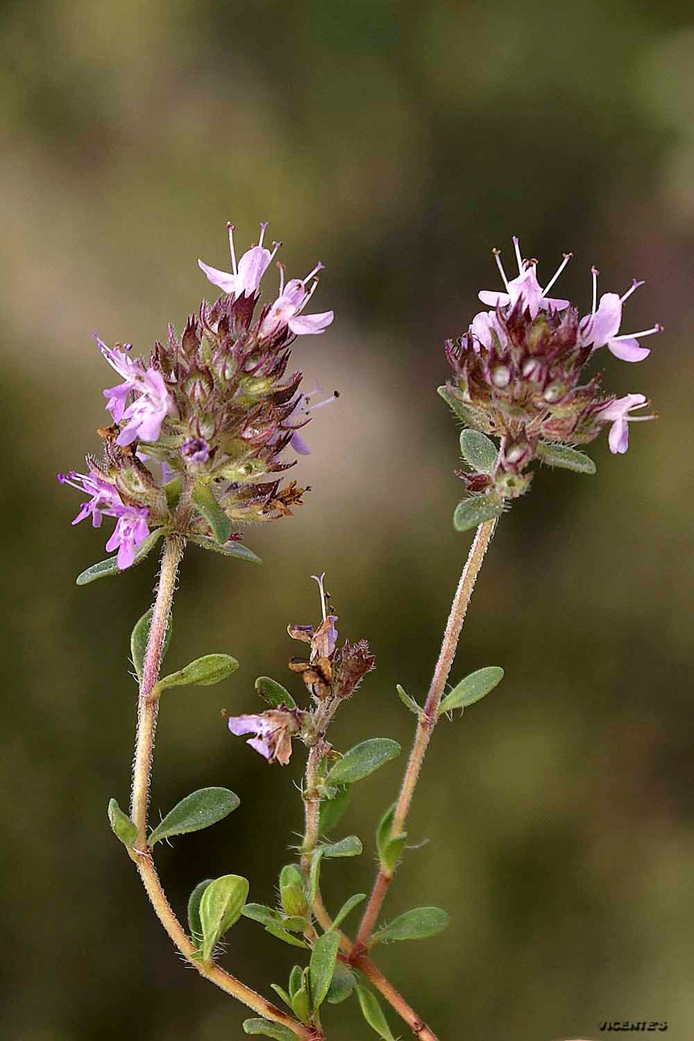 Las flores silvestres de Hormaza: Thymus praecox