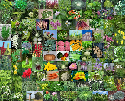 Cress Green Dragon – Floret Flower Farm