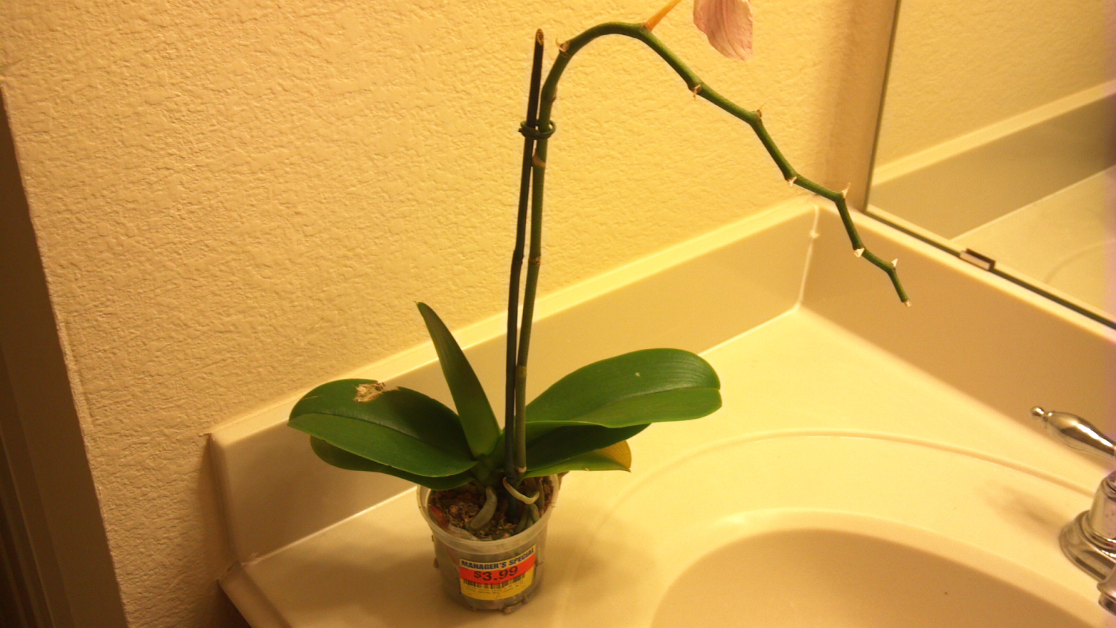 my two cents how to transplant an orchid my two cents how to transplant an orchid