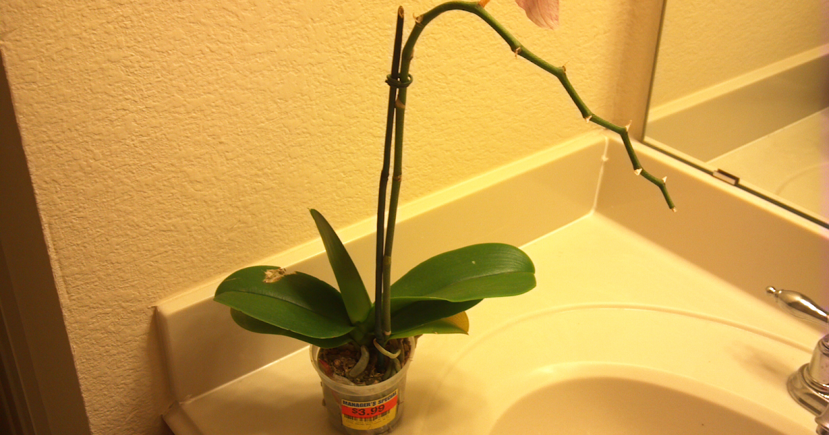 My Two Cents HOW TO TRANSPLANT AN ORCHID