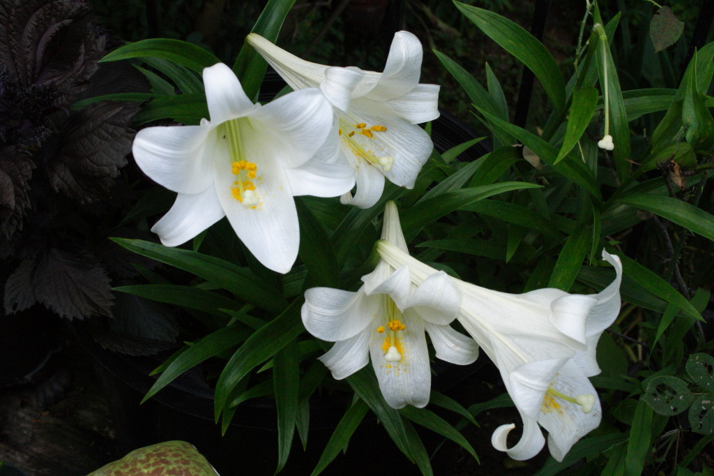 My Virtual Maryland Garden Lilium longiflorum
