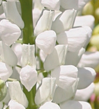 White Lupin