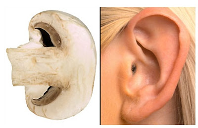 7Mushroom-Ear.jpg