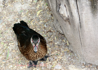 Duck with red bill and red eyes