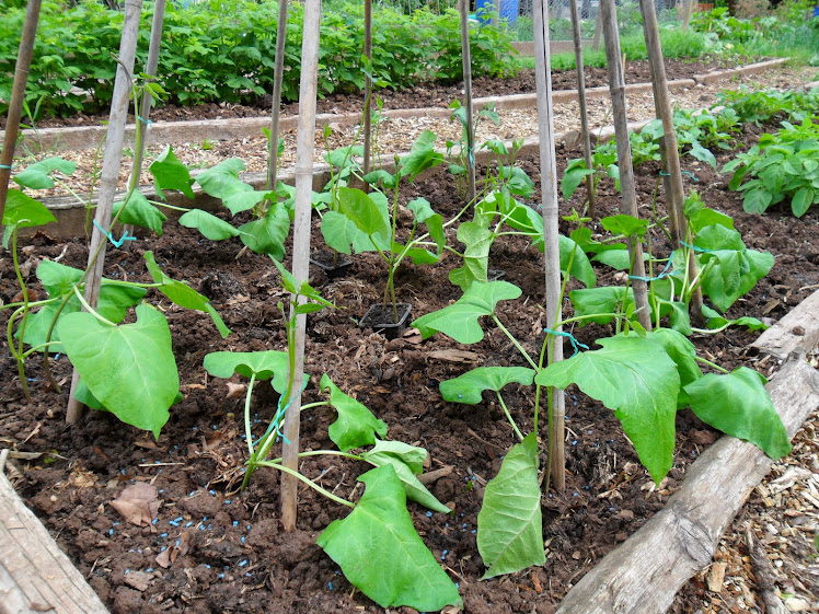 Runner beans 10/05/11