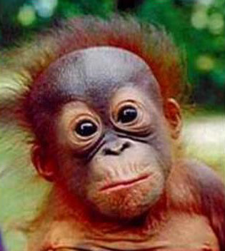 Anak Orangutan yang Lucu