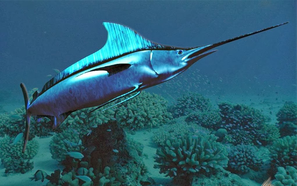 Flora y Fauna Marina El Pez Espada