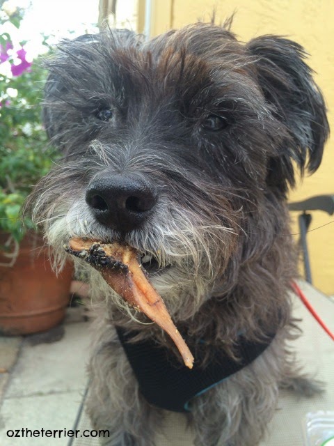 Oz the Terrier - taste test & product review of Evanger's Beef Tripe Treats for Dogs & Cats