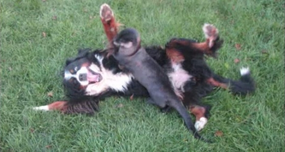 bernese mountain dog playing