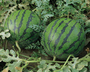 Types-of-Watermelons Types of Watermelons
