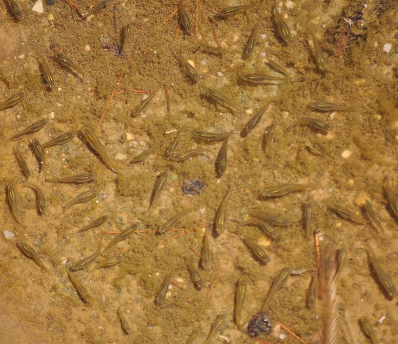 ZOOTOGRAFIANDO (MI COLECCIÓN DE FOTOS DE ANIMALES) GAMBUSIA (Gambusia