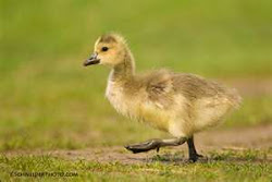 Canada Gosling checking out the world